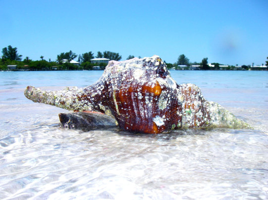 sea shell